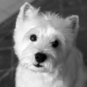 Meet your Posher, Patti